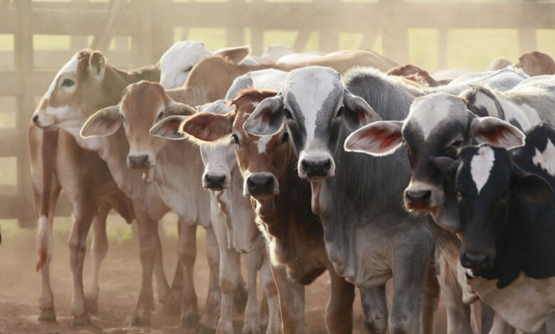 Livestock sector can generate N33trn annually - FG