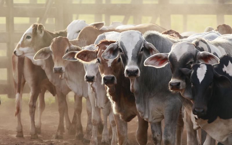 Livestock sector can generate N33trn annually - FG