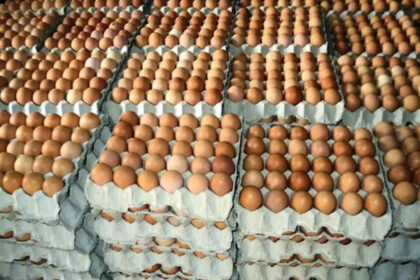 Poultry farmers seek FG's help over unsold 20m crates of egg