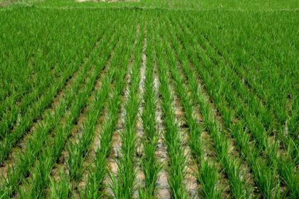 Nigeria's rice production hits 8mt per hectare