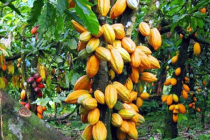 How Ayade's administration made N60m from cocoa allocation - Aide