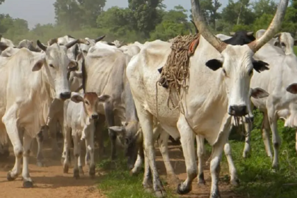 FG approves national dairy policy