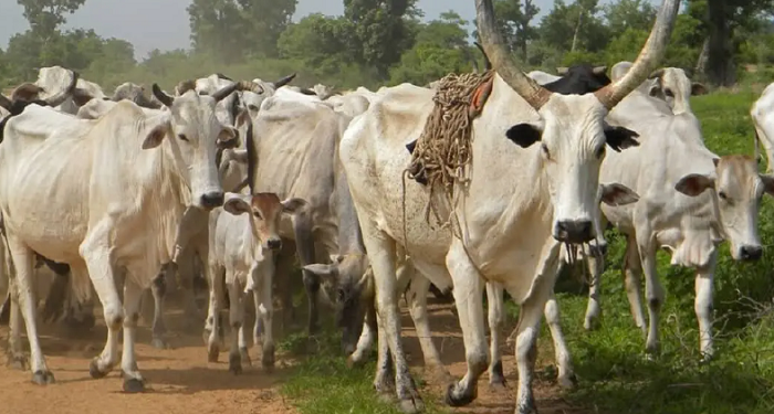 FG approves national dairy policy