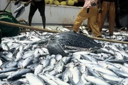 Increased illegal fishing threatens W'Africa food security - FOA