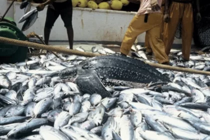 Flood: Akwa Ibom fish farmers lament N100bn loss