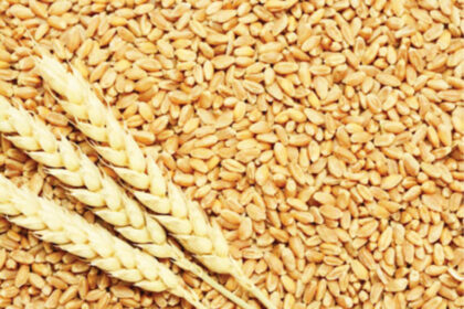 Flour millers now buy locally made Nigerian wheat - Association