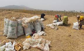 Kaduna ginger farmers lose N10bn to unknown disease - Association