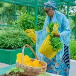 PHOTOS: First Lady harvests vegetables from villa farm
