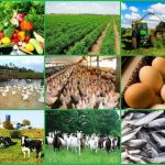 Agribusiness: SAPZ programme projects 30.85% return, targets $4.4bn