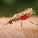 Benue govt okays ₦294.53m for malaria chemo-prevention campaign